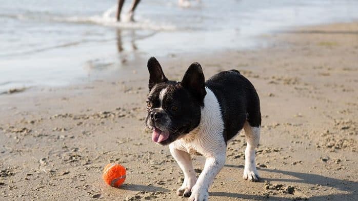 Dog on beach in San Diego