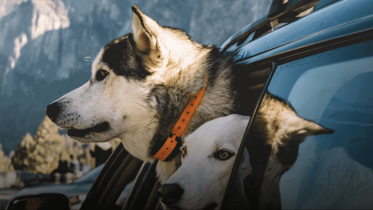 Dogs in Car, Yosemite