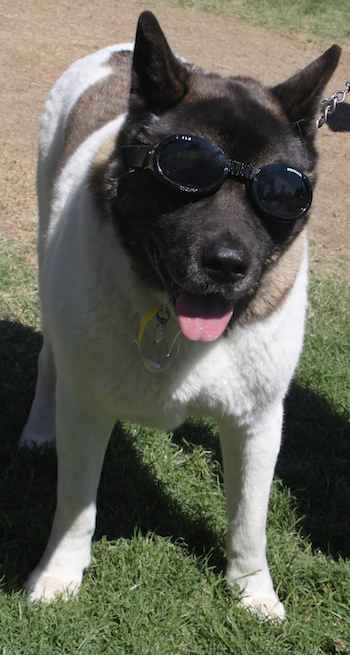 dog in sunglasses