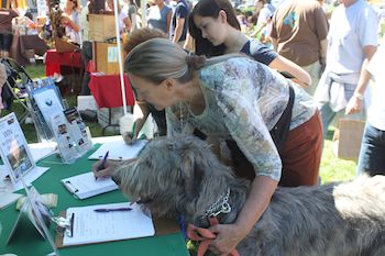 big dog and woman