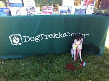 little dog in front of dogtrekker table