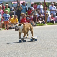 Bulldog on a skateboard