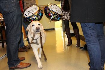 yellow lab with balloons