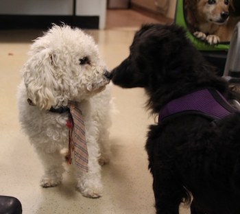 black dog and white dog touching noses