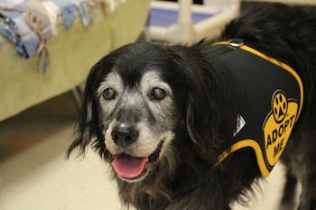 black dog with adopt me vest