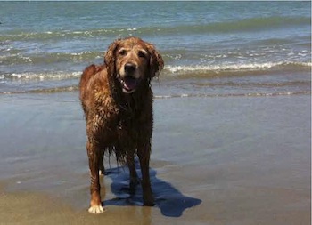 Dog In Water On Beach