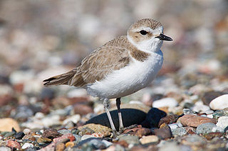 Snowy Plover Mike Baird Creative Commons