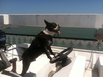 dog driving boat