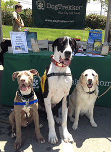 Dogs in front of DogTrekker tent ARF 2014