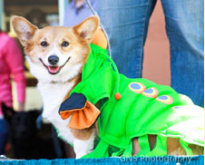 Dog in costume for ARF event