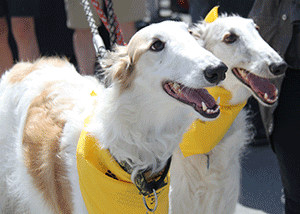 Two beautiful dogs at Animals on Broadway Event