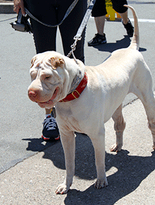 Big white dog at ARF Animals on Broadway