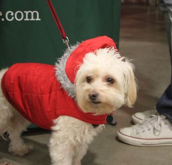 little white dog in red vest