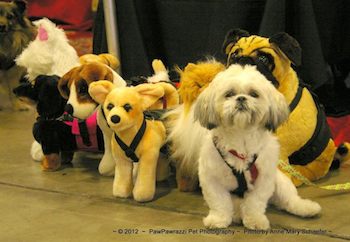 little dog with stuffed dogs