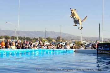 Dock Diving Lab