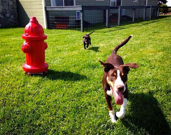 Beachcomber dog run