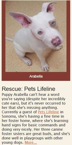 Arabella - rescue pup from Pets Lifeline