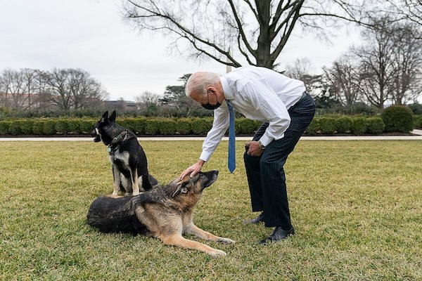 President Biden with Champ and Major in the Rose Garden of the White House in January 2021 