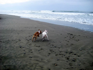 dogs on the beach