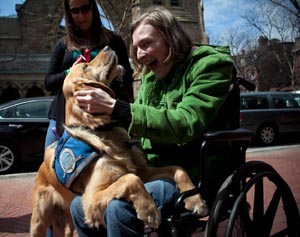 Boston Therapy Dog