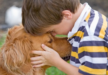 boy kissing a golden retrievers head