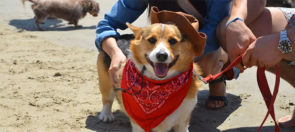 Corgi Beach Day