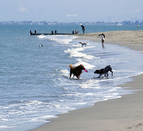 Crissy Field