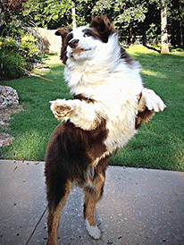 Dog Dancing for joy