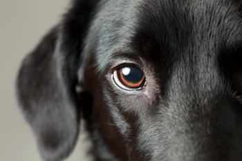 black dogs eye