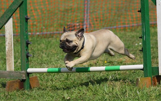 dog agility course 