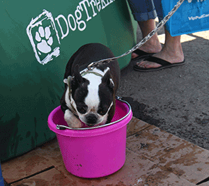 Dog in Bucket at Bay Area Pet Fair