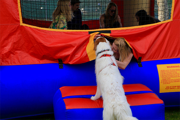 Dog in bouncy house
