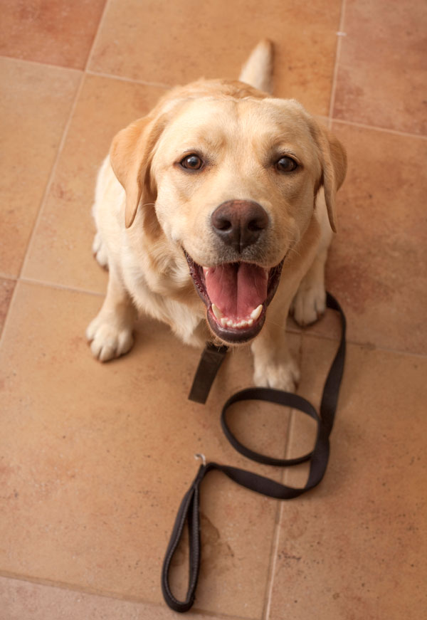 Dog waiting to explore with the DogTrekker app