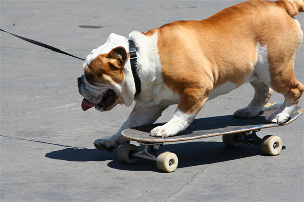 Dog Skateboarding