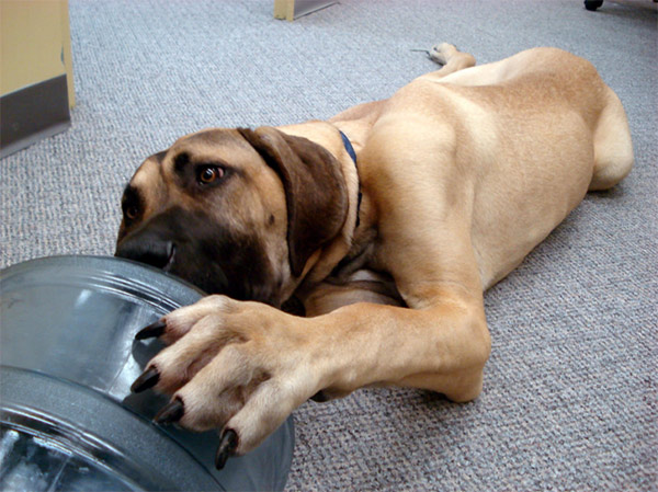 water cooler dog