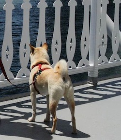 dog looking at SF Bay