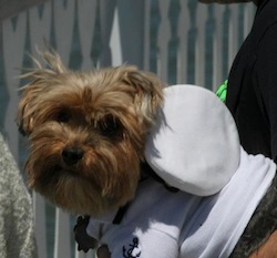 little dog on sailor suit