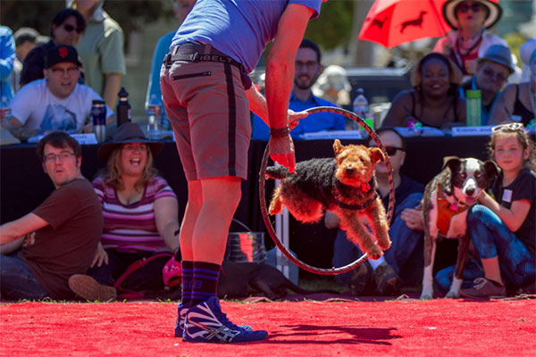 Dog tricks at DogFest San Francisco