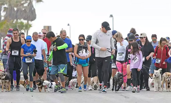 Doggy Dash 5k/10k for a cause