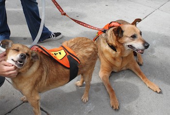 two dogs hoping to get adopted