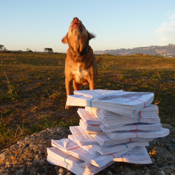 Dog With Petition