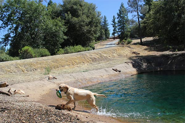 Dog playing at Dog & Pony ranch