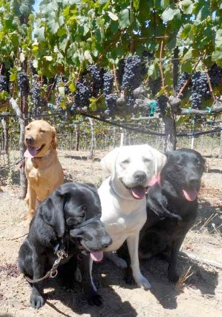 Dogs at winery