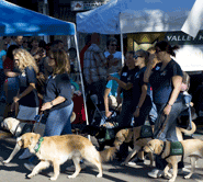 Dogs at 1st Wednesday Street Party in Pleasanton