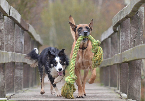 Dogs, Wild Blue Dog Camp