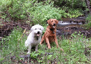 Two dogs near Redding stream