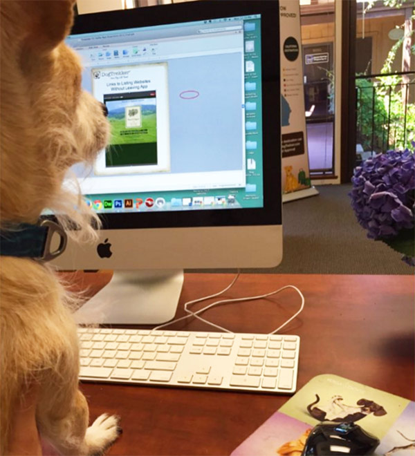 dog at desk