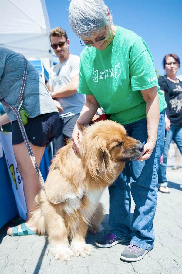 East Bay SPCA Adopt-a-thon