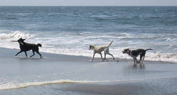 Fun at Funston