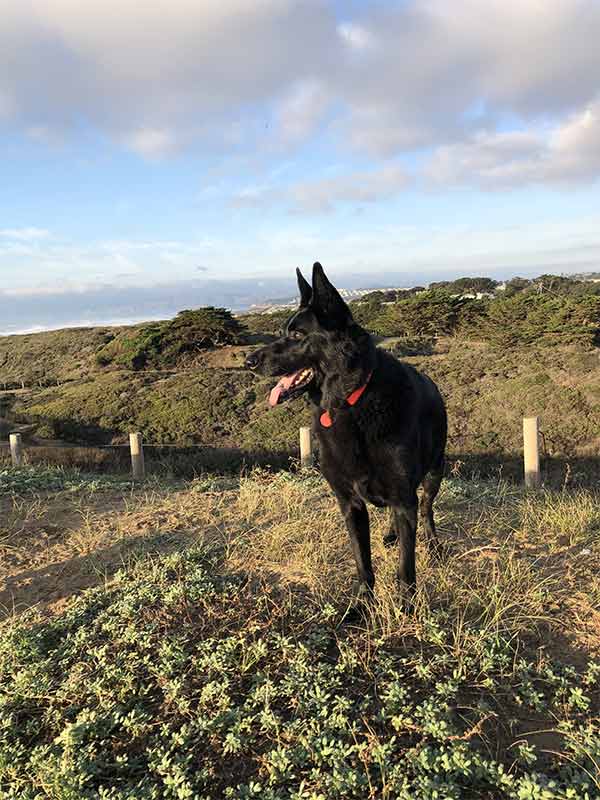  Oliver on the horse trail at Fort Funston, San Francisco